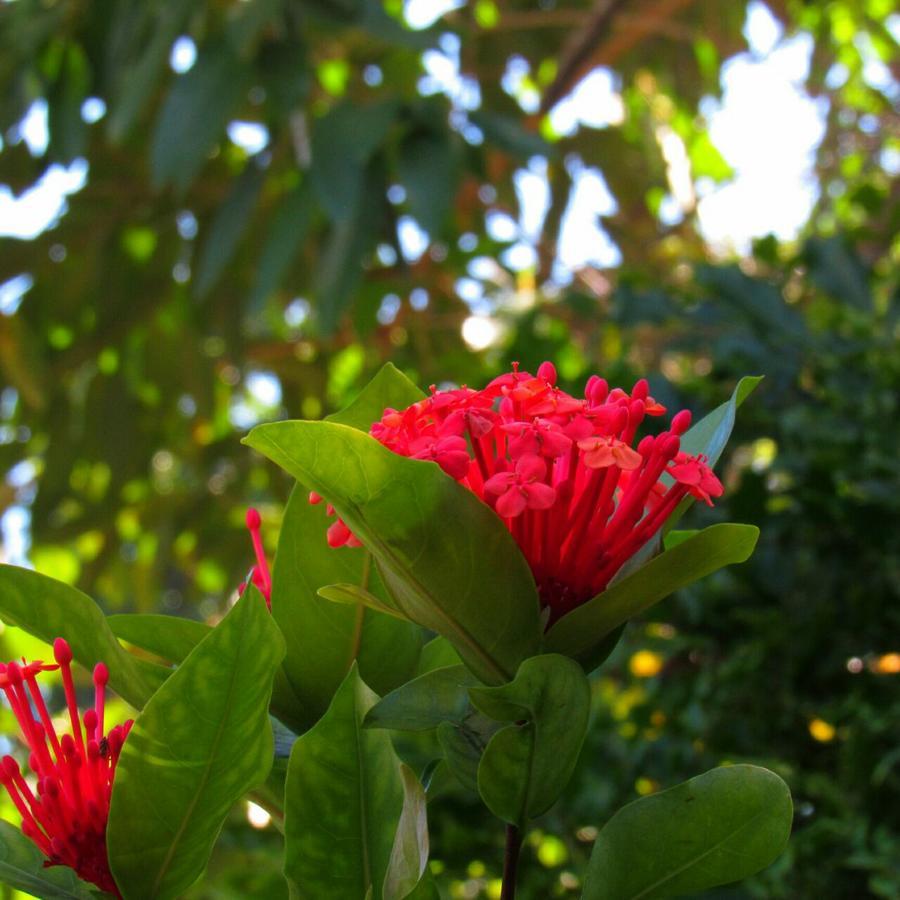 Pousada Do Sidao อิลญาเบลา ภายนอก รูปภาพ